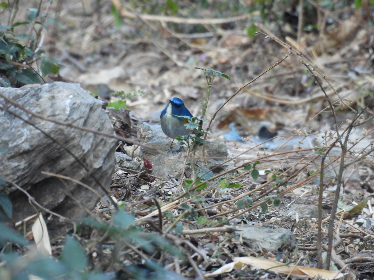 Himalayan Bluetail - ML612551277