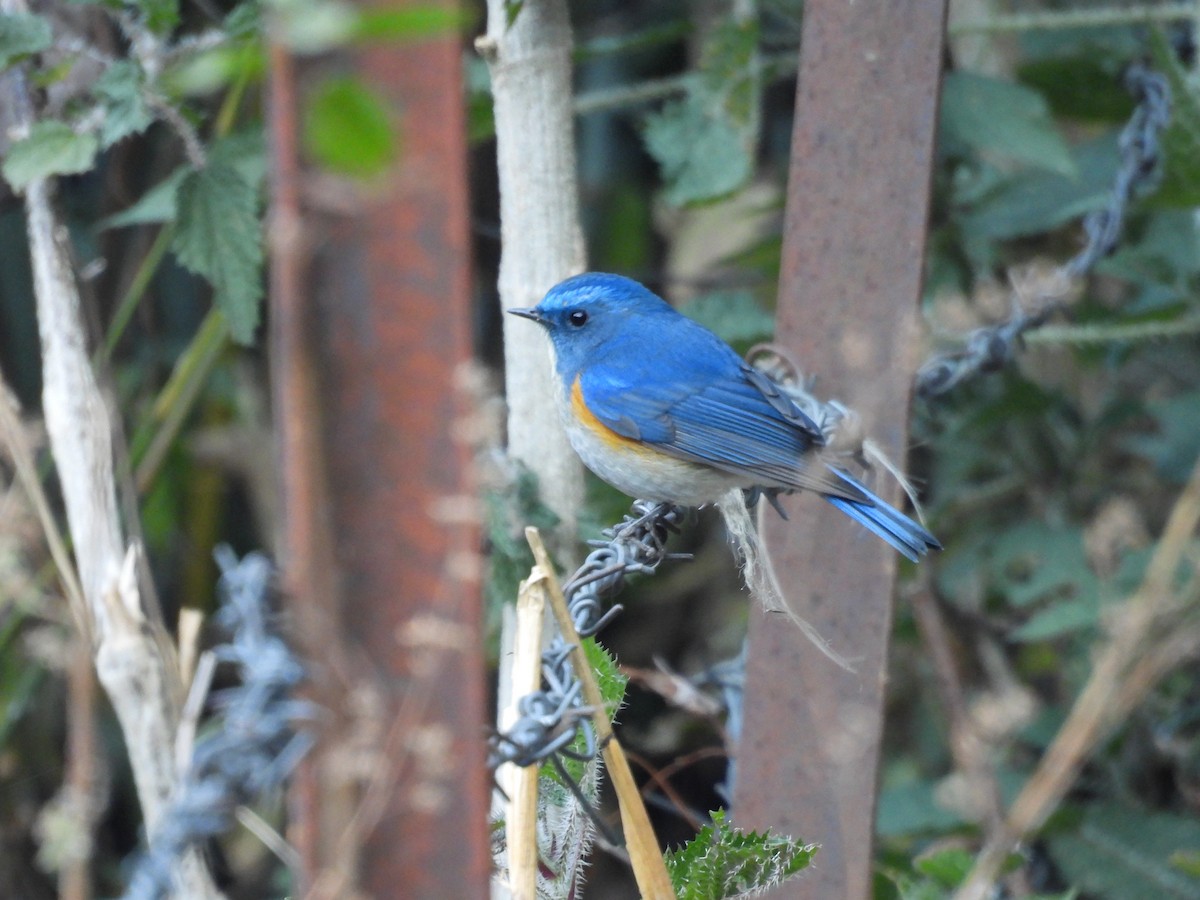 Himalayan Bluetail - ML612551278