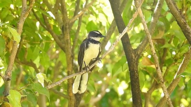 Philippine Pied-Fantail - ML612551313