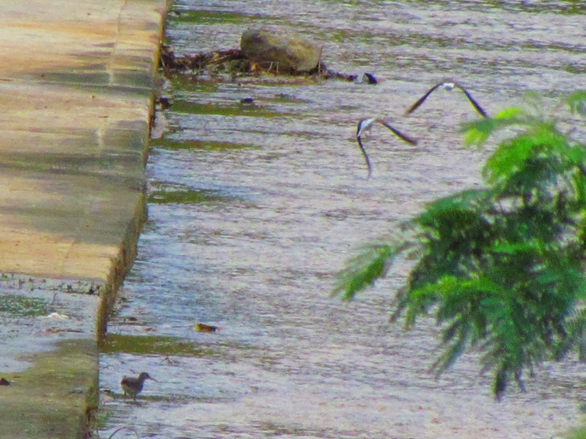 Green Sandpiper - ML612551337