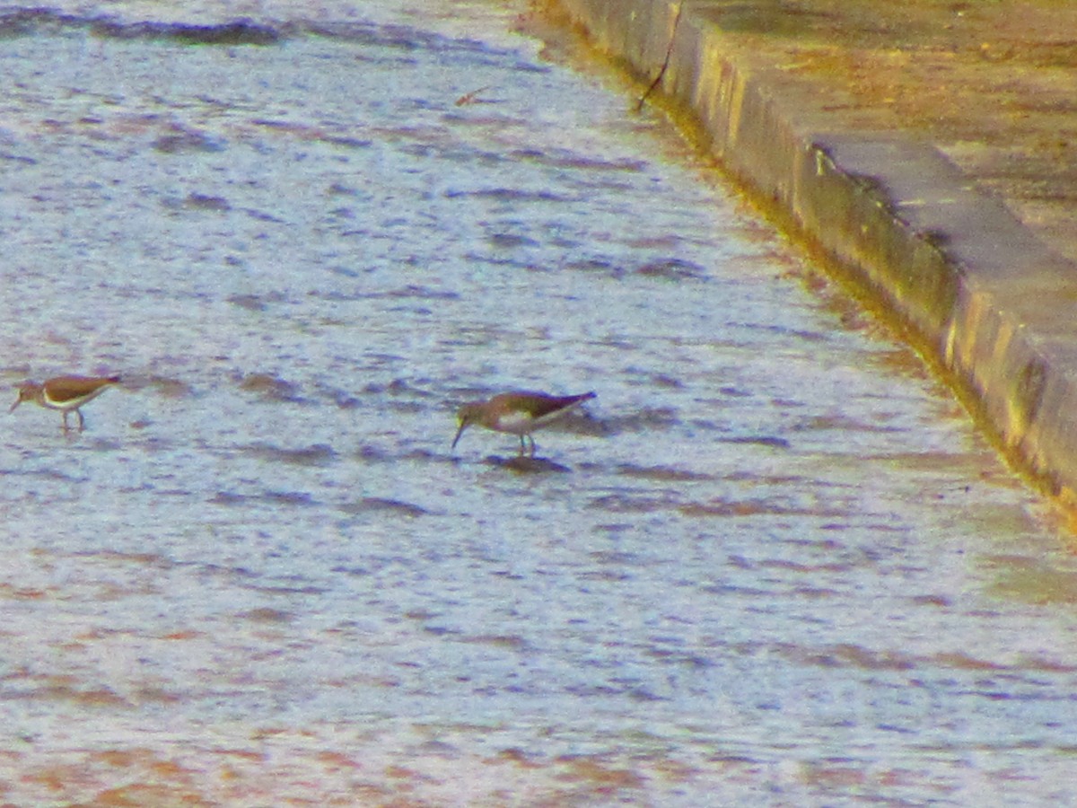 Green Sandpiper - ML612551343