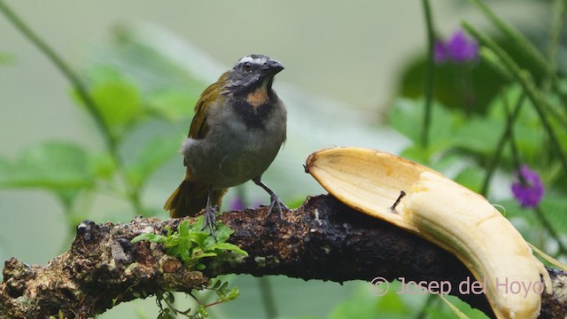 Buff-throated Saltator - ML612551346