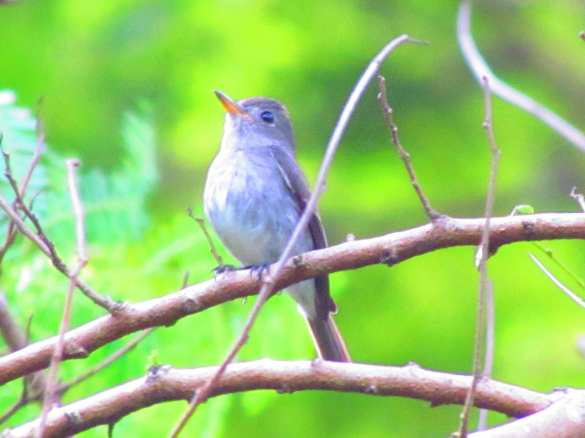 Ashy-breasted Flycatcher - ML612551367