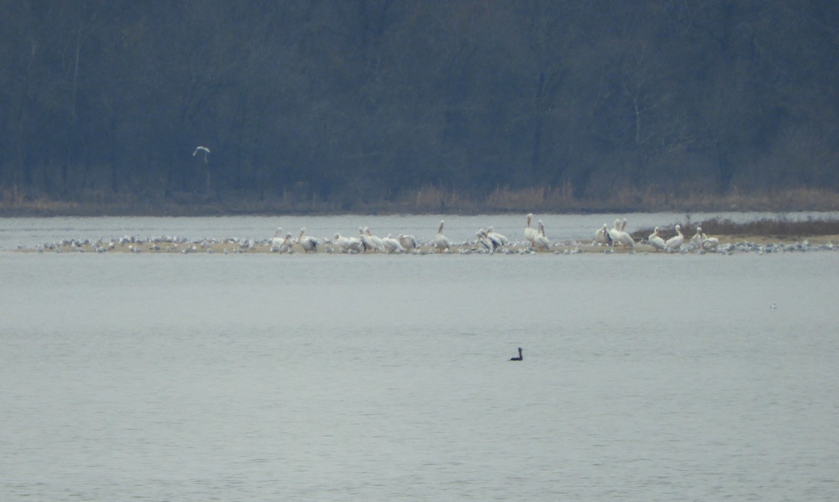 American White Pelican - ML612551368