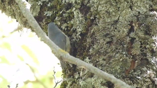 Algerian Nuthatch - ML612551403