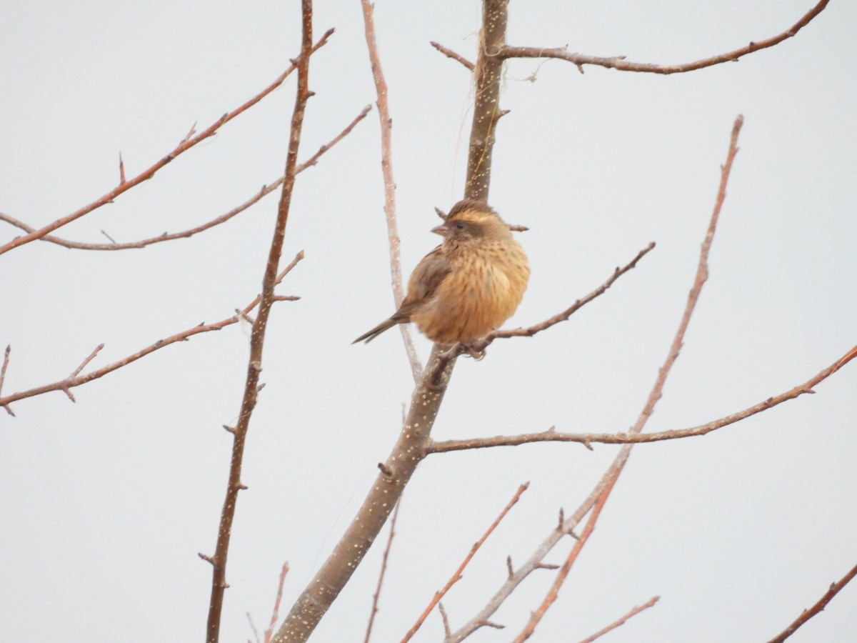 Pink-browed Rosefinch - ML612551441