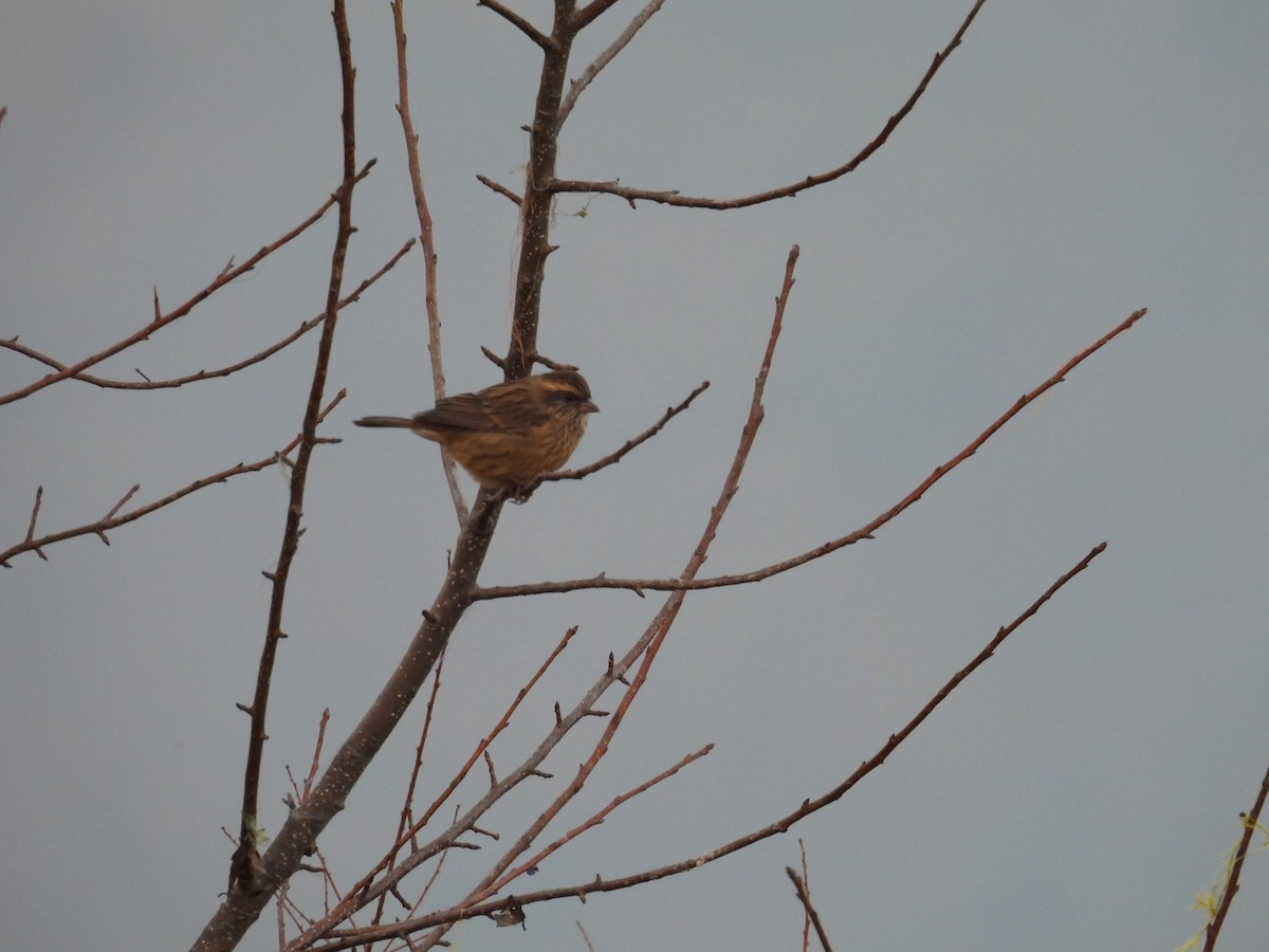 Pink-browed Rosefinch - ML612551442