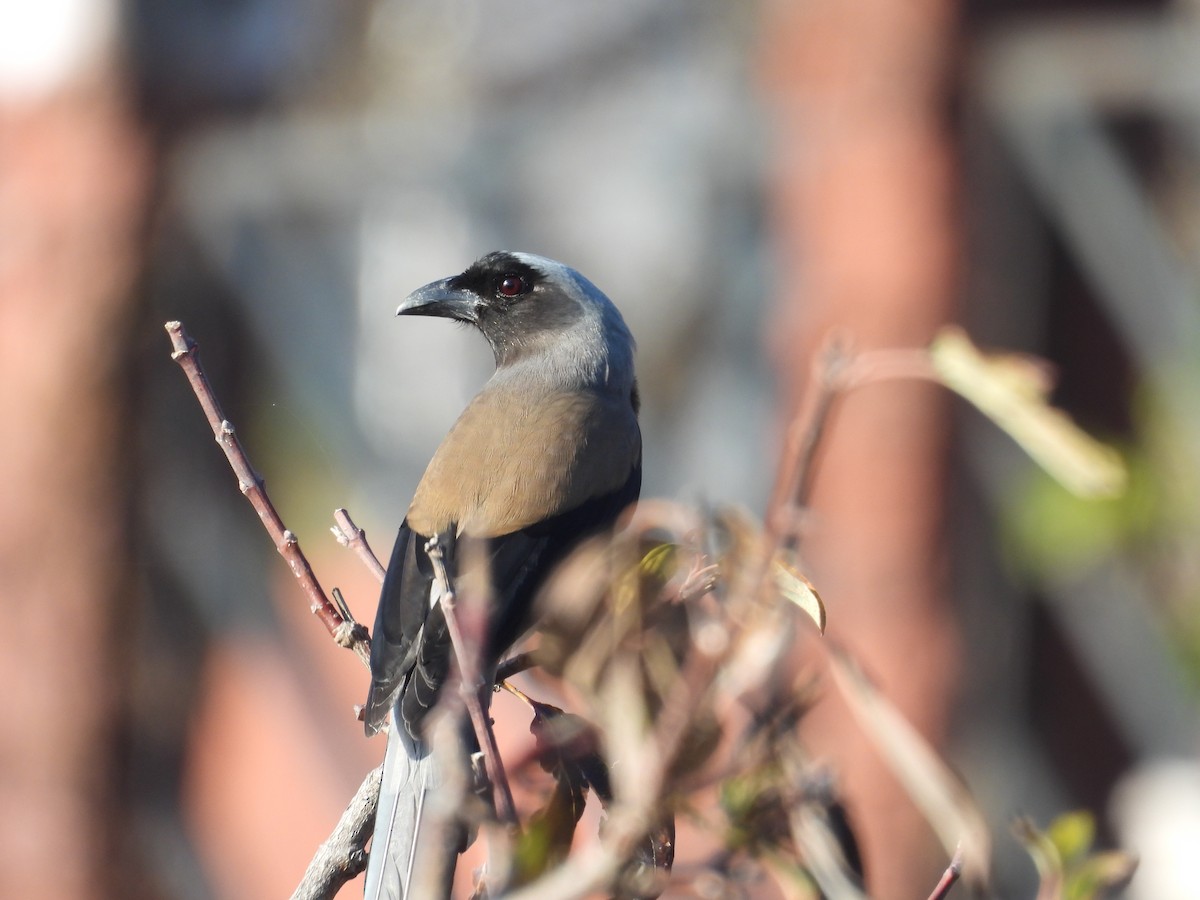 Gray Treepie - ML612551455