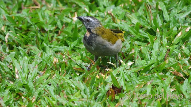 Buff-throated Saltator - ML612551470