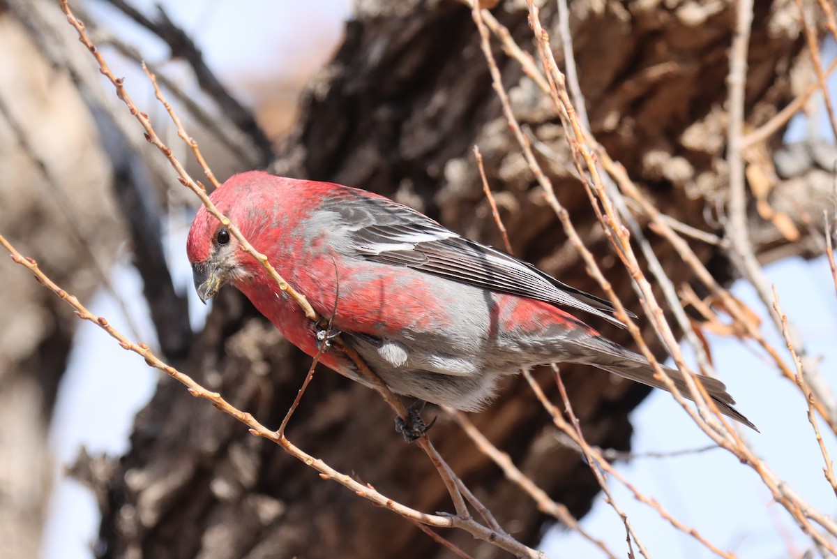 Pine Grosbeak - Jeff Corcoran