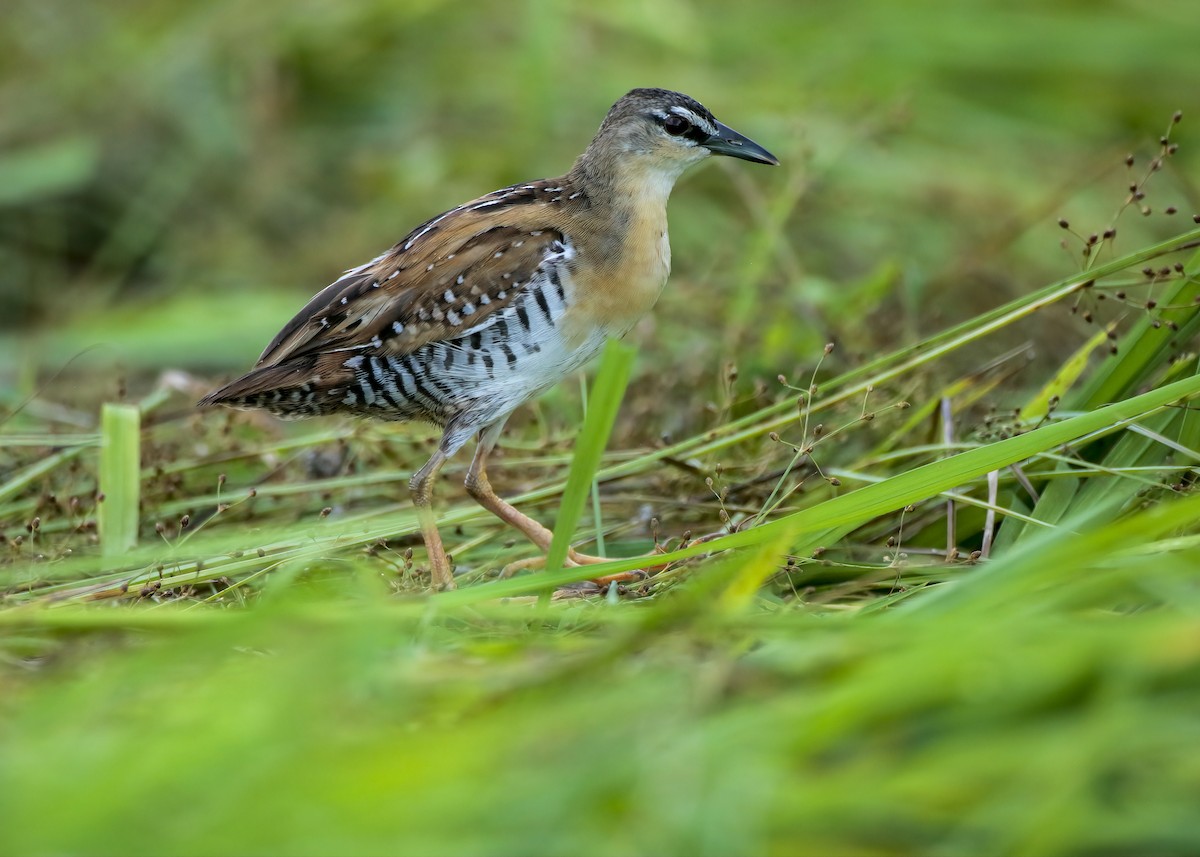 Yellow-breasted Crake - ML612551667