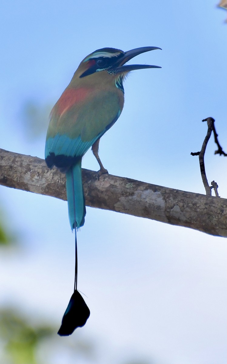 Motmot à sourcils bleus - ML612551709