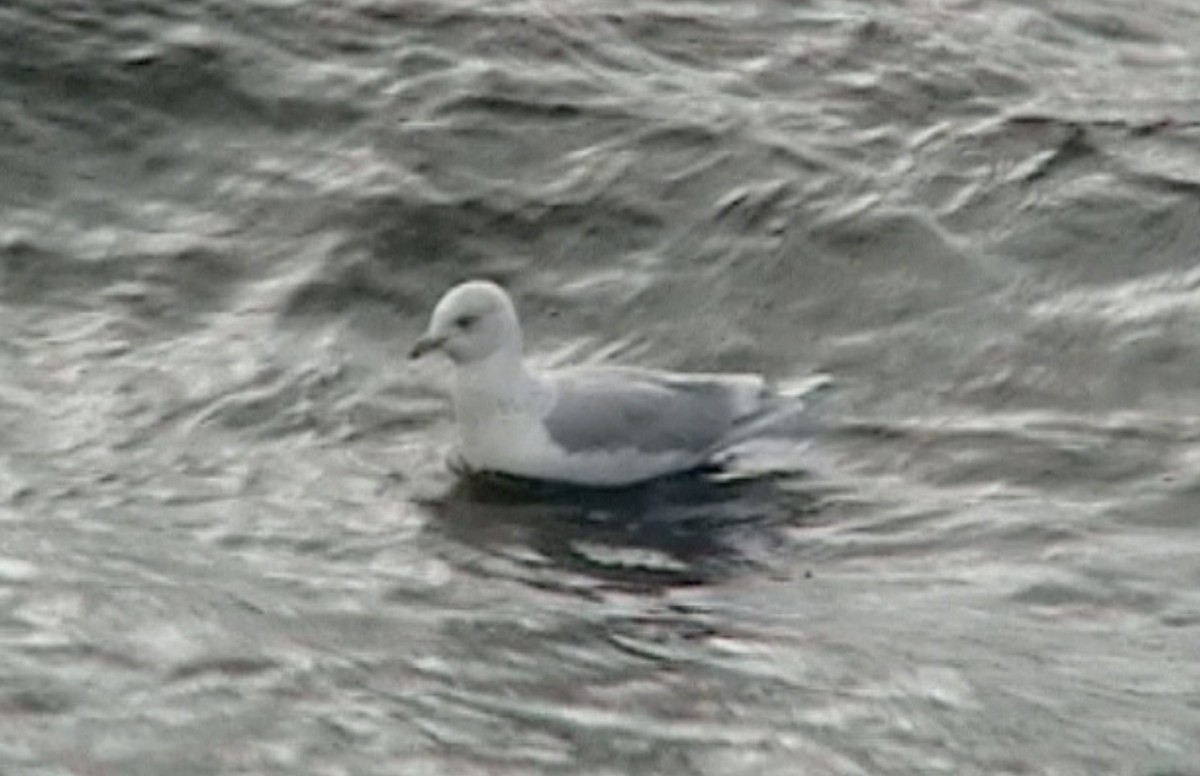 Gaviota Groenlandesa (glaucoides) - ML612551751