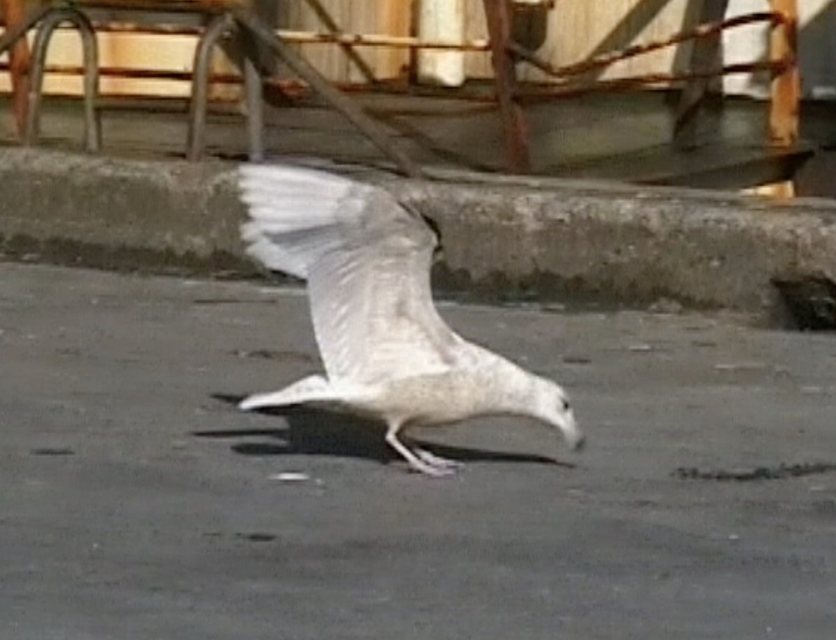 Iceland Gull (glaucoides) - Tommy Pedersen