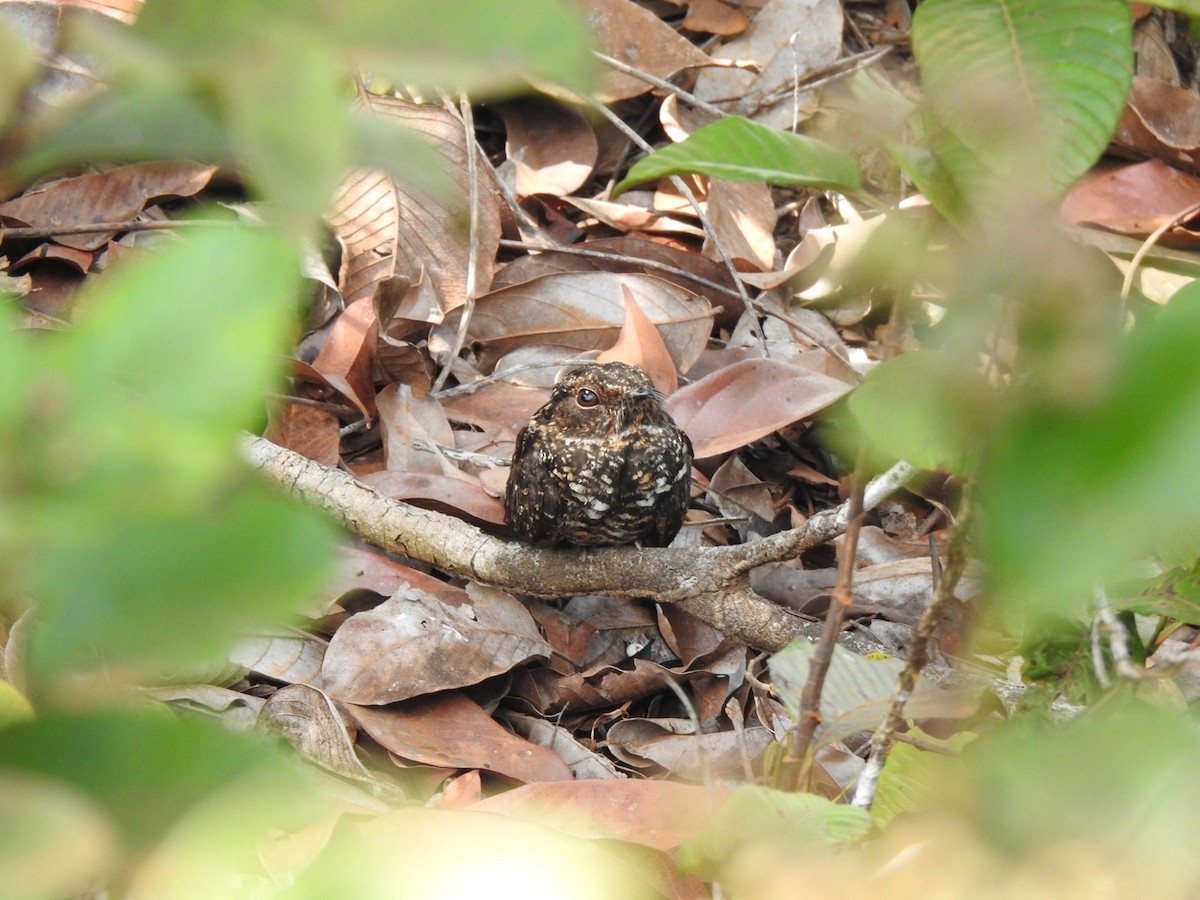 Blackish Nightjar - ML612551759