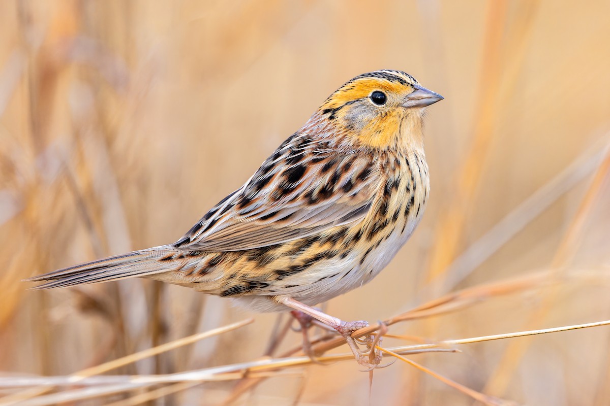 LeConte's Sparrow - ML612551807