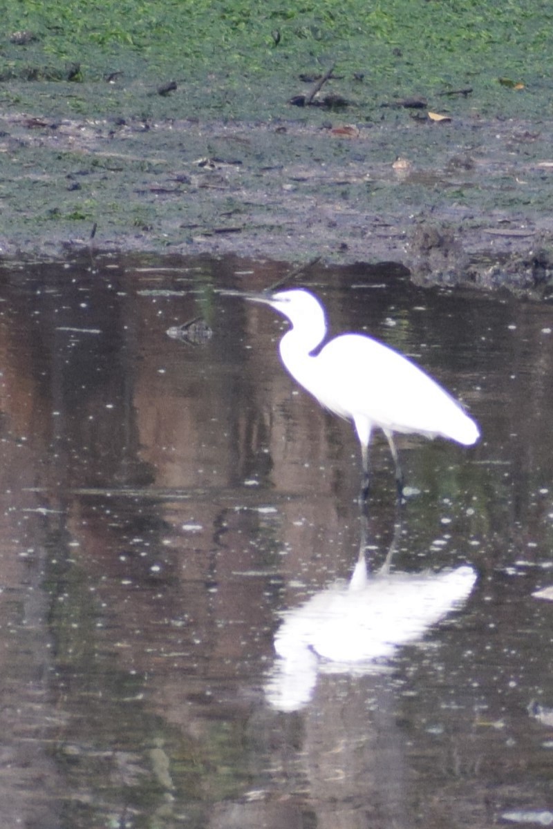 Little Egret - Kok Hui Tan