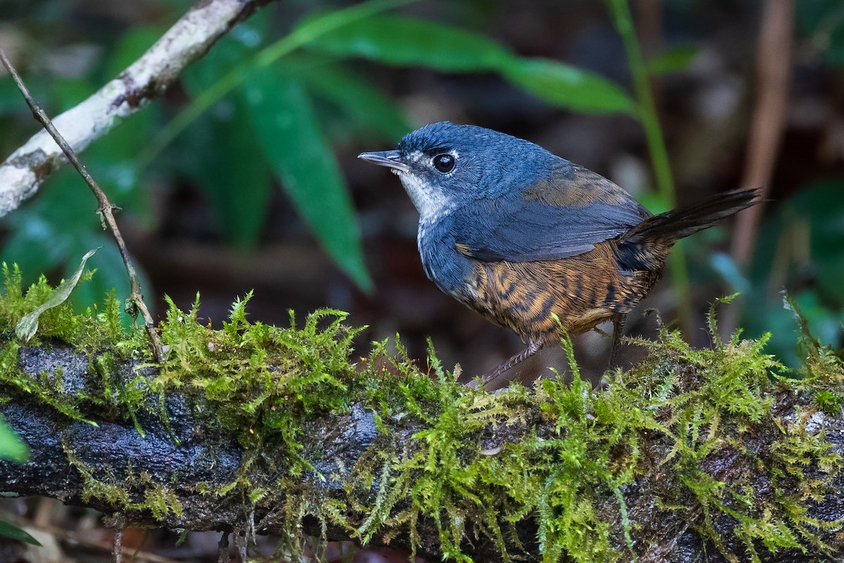 White-breasted Tapaculo - Fernando Farias