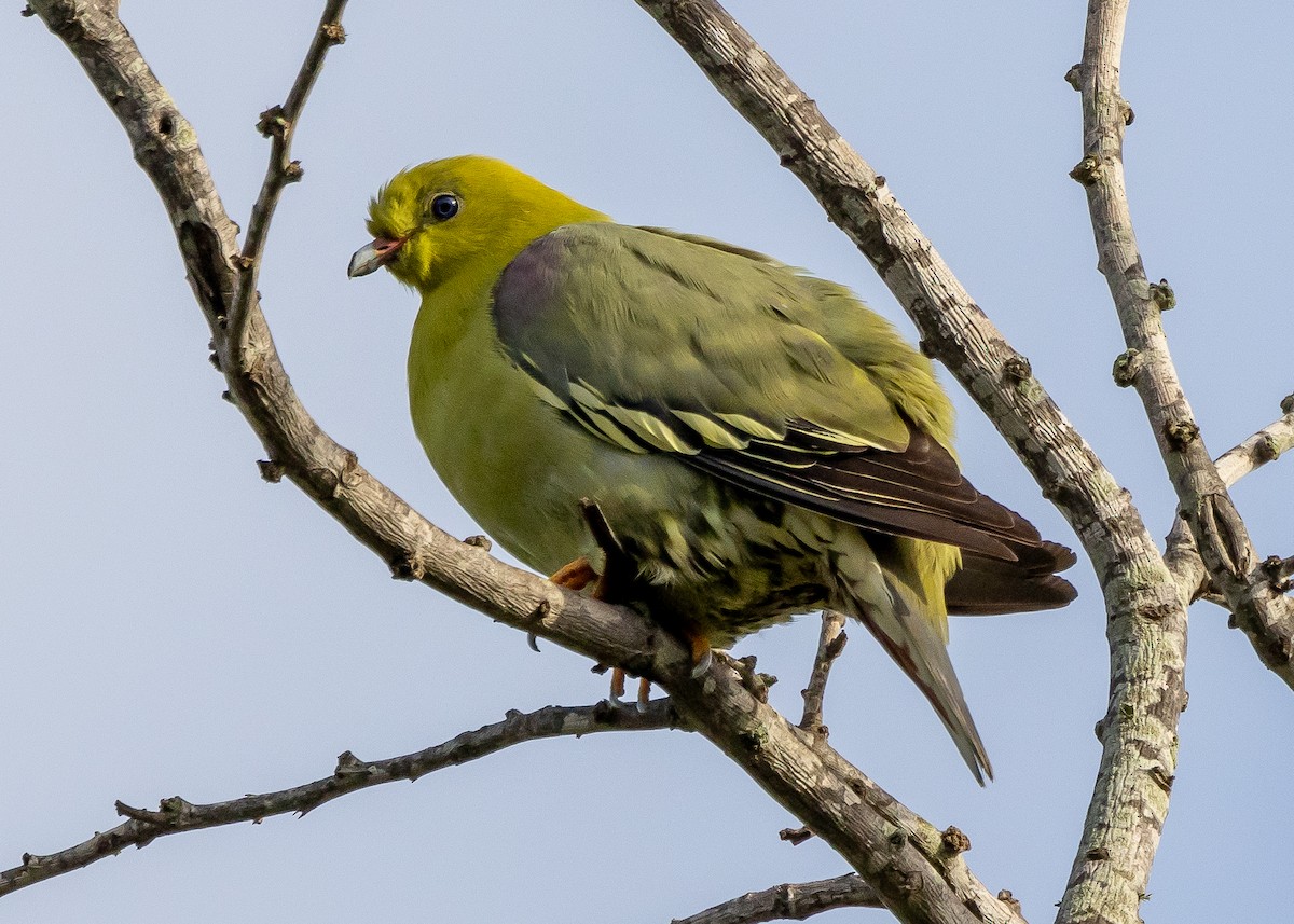 Madagascar Green-Pigeon - ML612552013