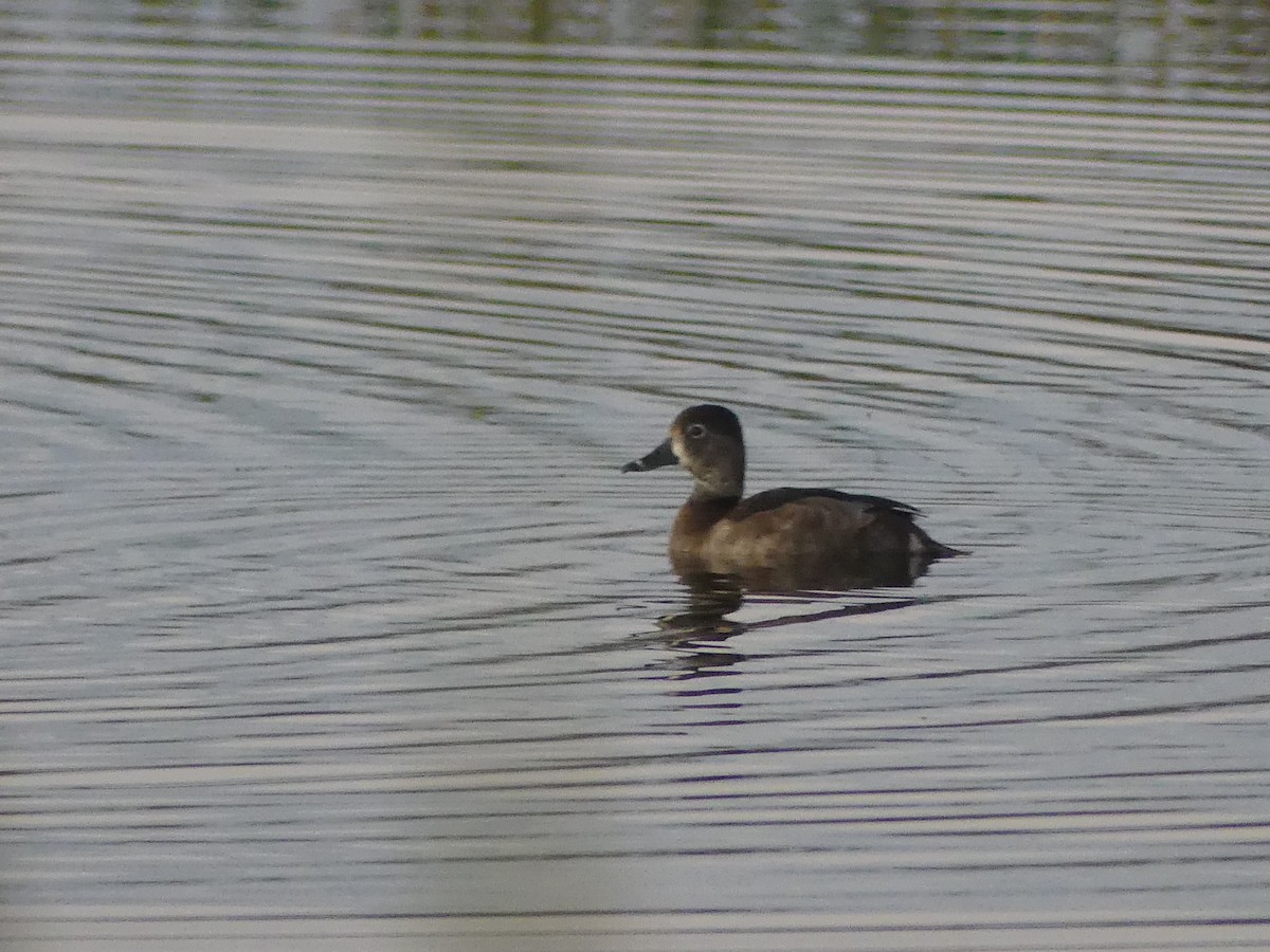 Ring-necked Duck - ML612552053