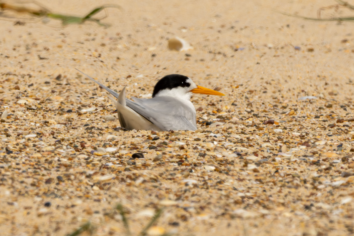 Australian Fairy Tern - ML612552112