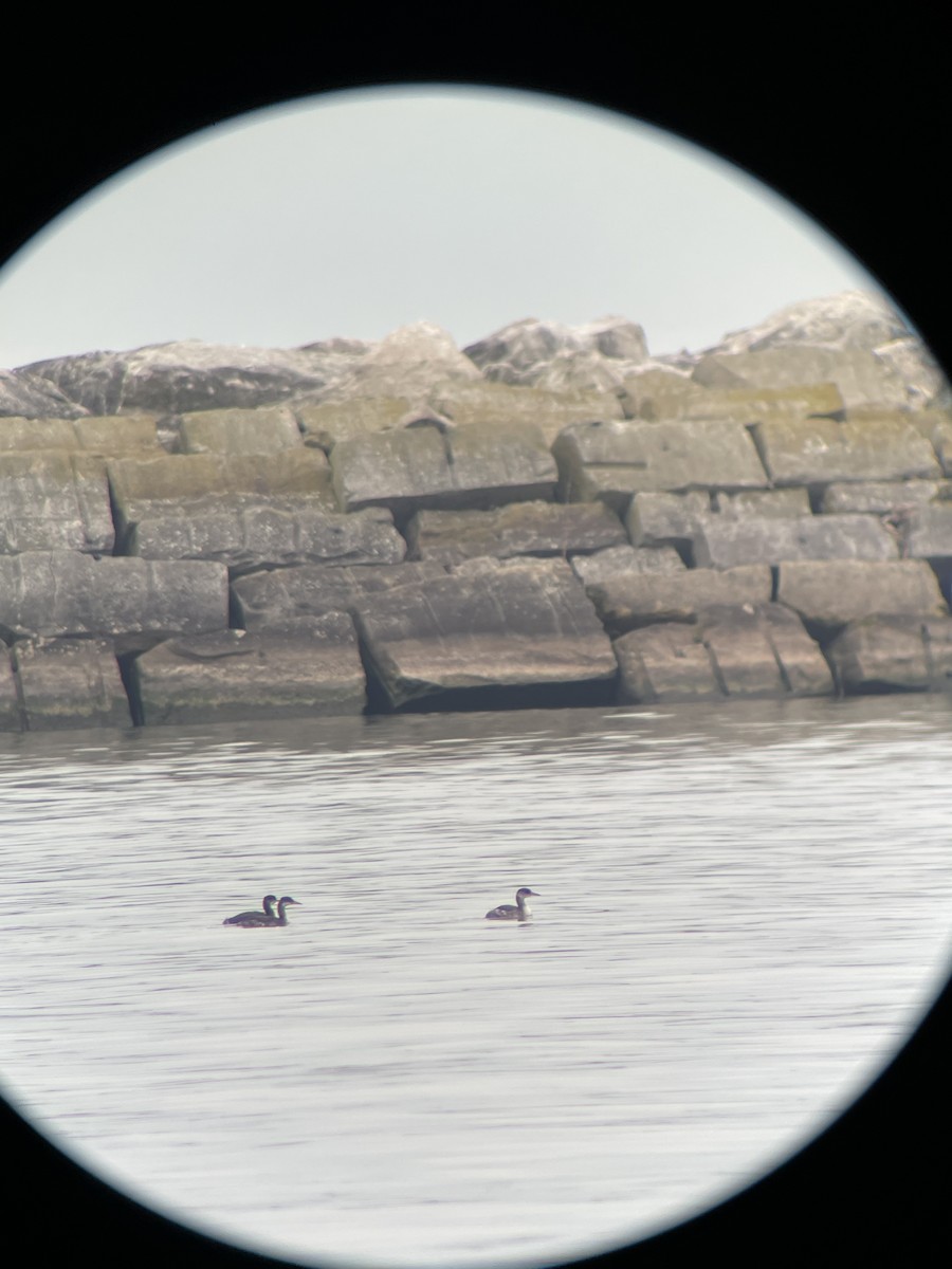 Red-necked Grebe - ML612552150