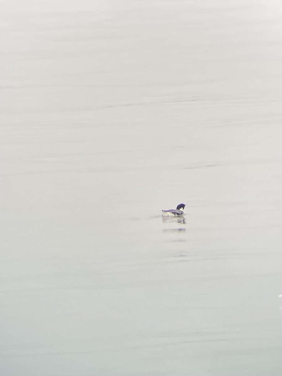 Ancient Murrelet - ML612552156