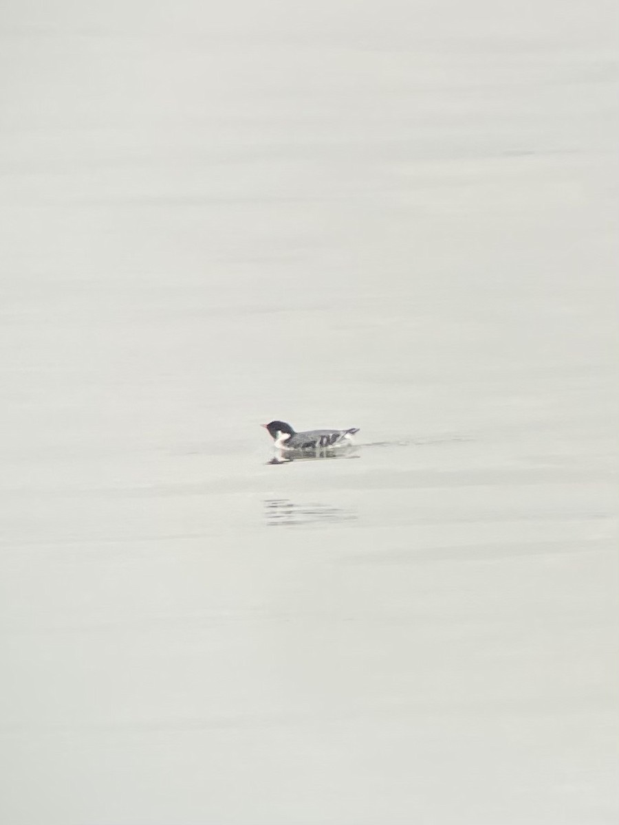 Ancient Murrelet - ML612552157