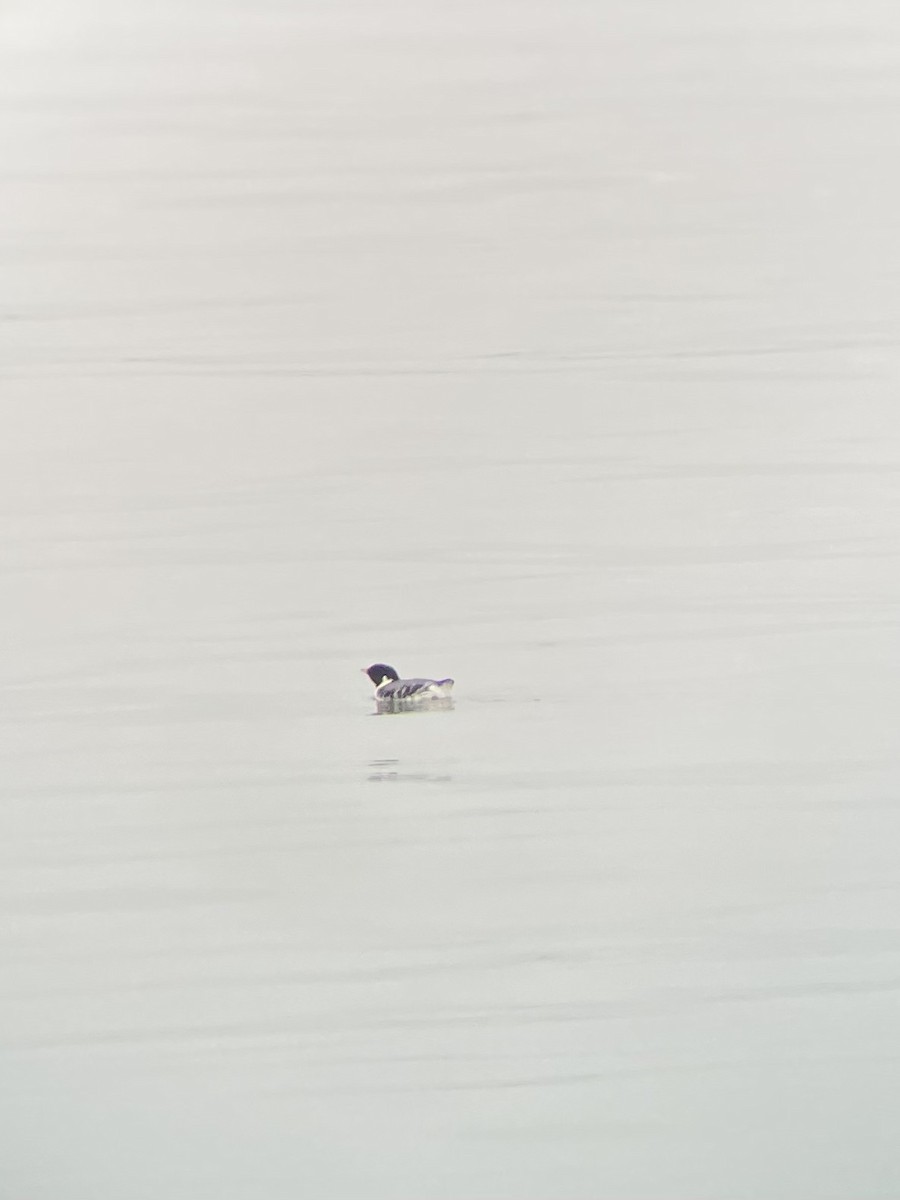 Ancient Murrelet - ML612552158