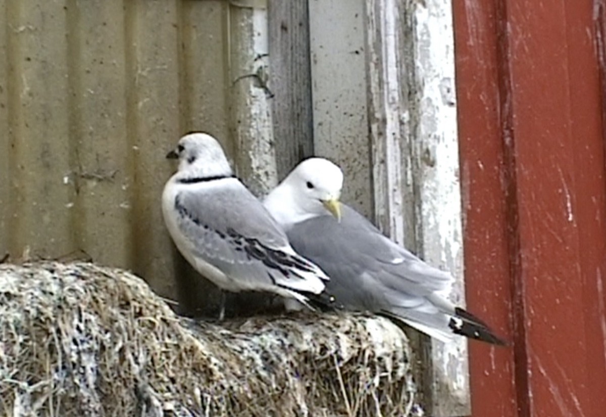 Black-legged Kittiwake (tridactyla) - ML612552169