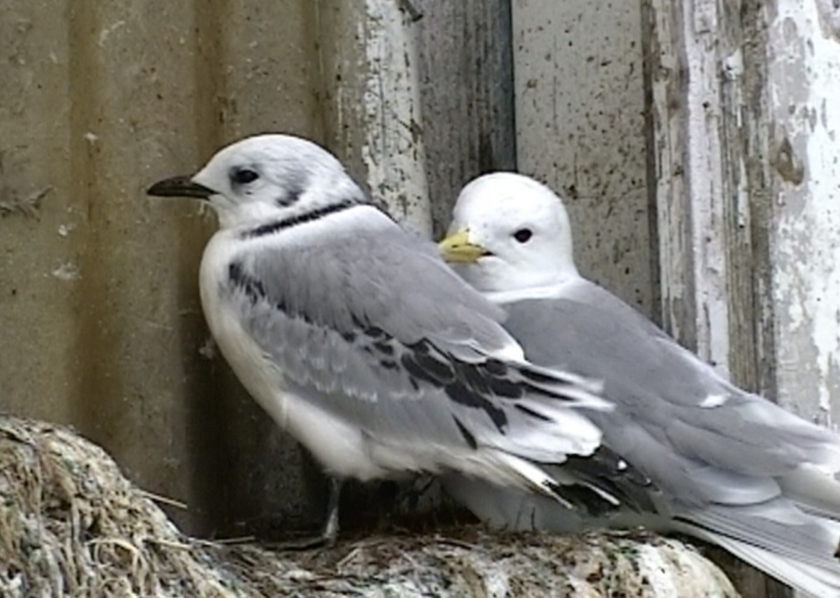 Black-legged Kittiwake (tridactyla) - ML612552171