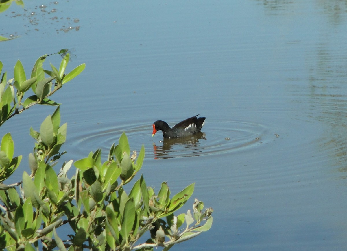 Common Gallinule - ML612552195