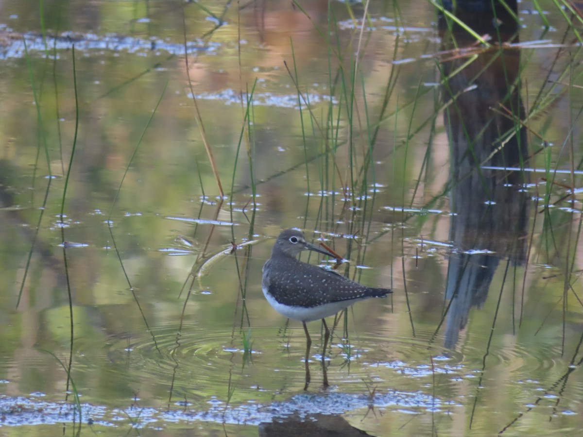 Solitary Sandpiper - ML612552236