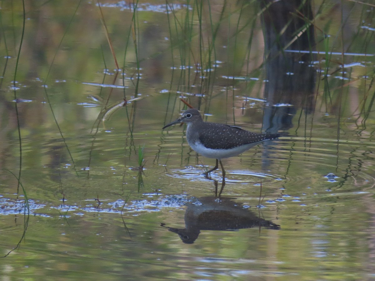 Solitary Sandpiper - ML612552237