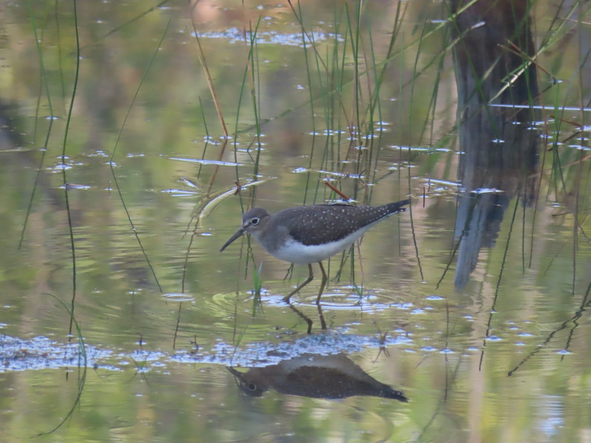 Solitary Sandpiper - Erik Van Den Kieboom