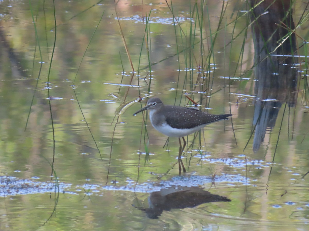 Solitary Sandpiper - Erik Van Den Kieboom