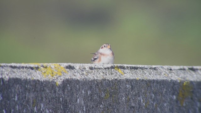 Snow Bunting - ML612552302