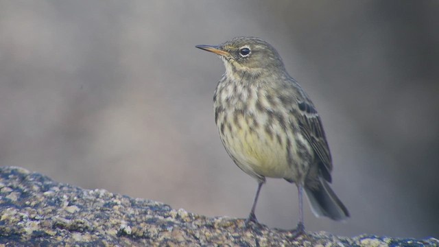 Rock Pipit - ML612552309