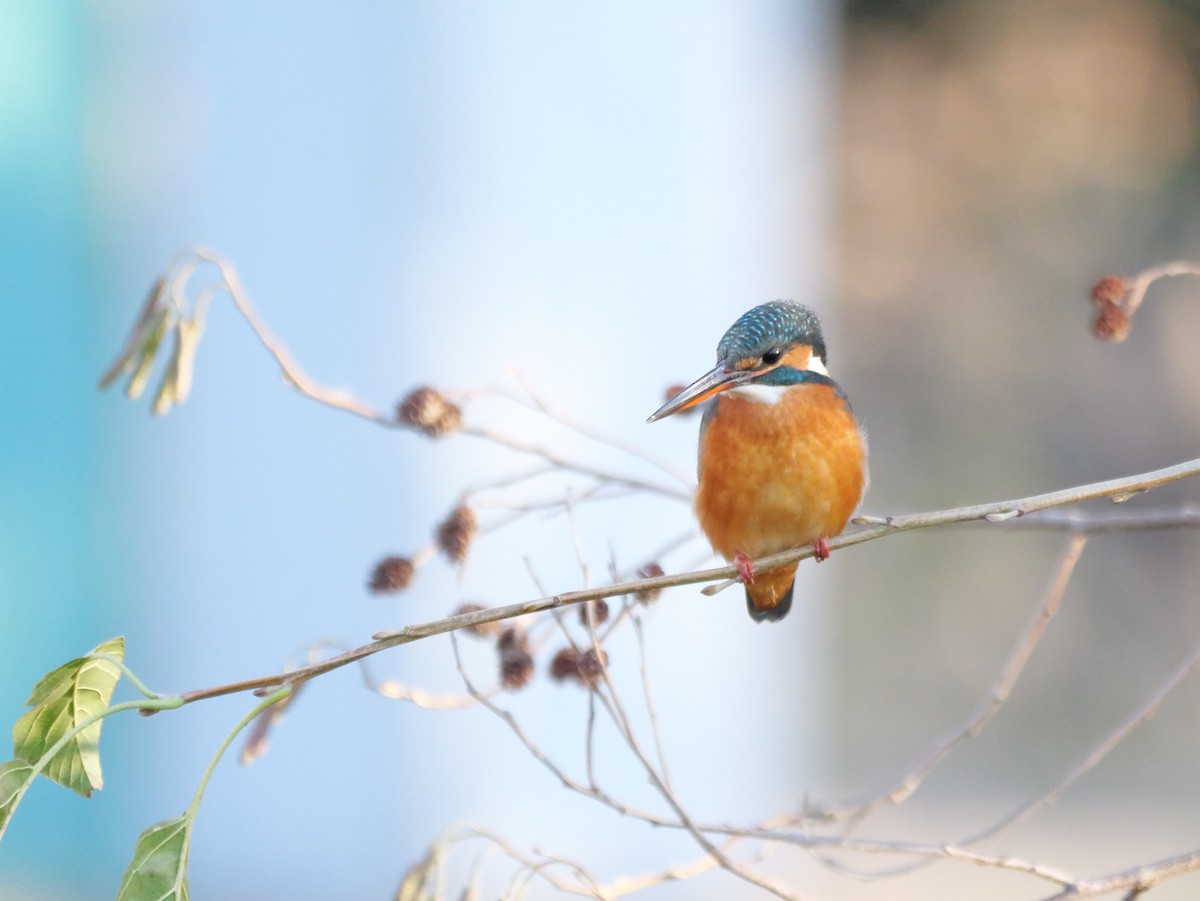 Common Kingfisher - ML612552336