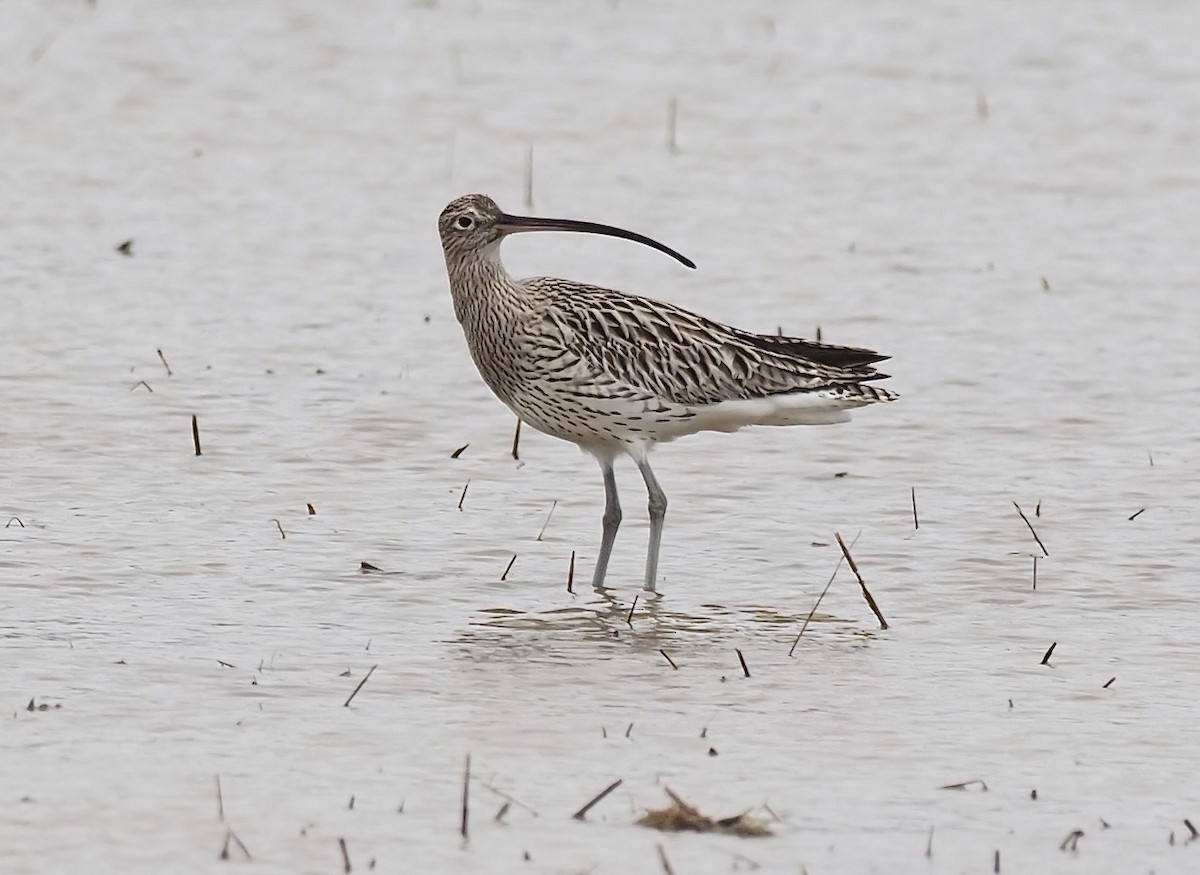 Eurasian Curlew - ML612552366