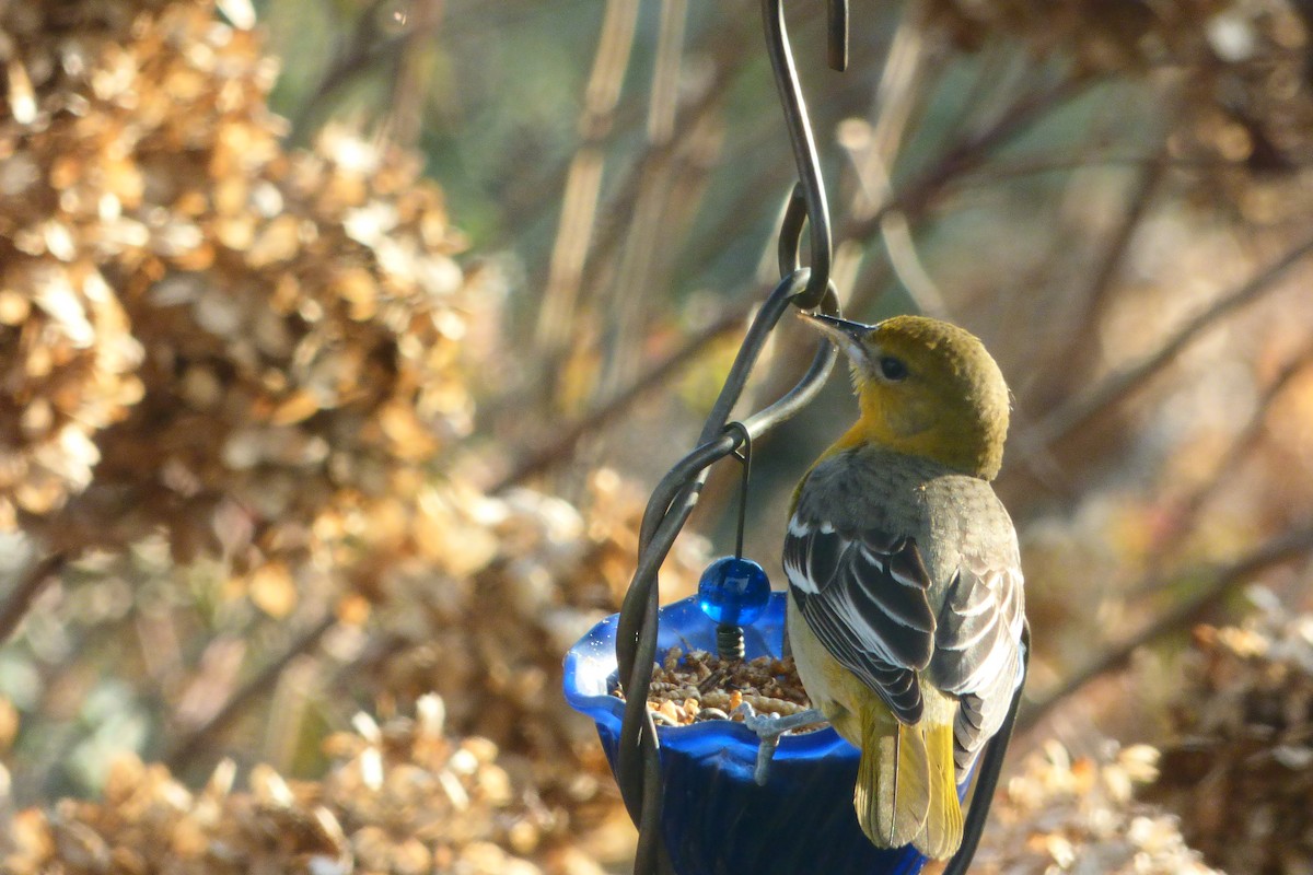 Baltimore Oriole - ML612552381