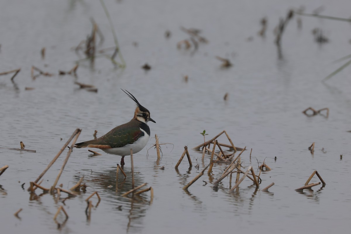 Northern Lapwing - Chi-Hsuan Shao