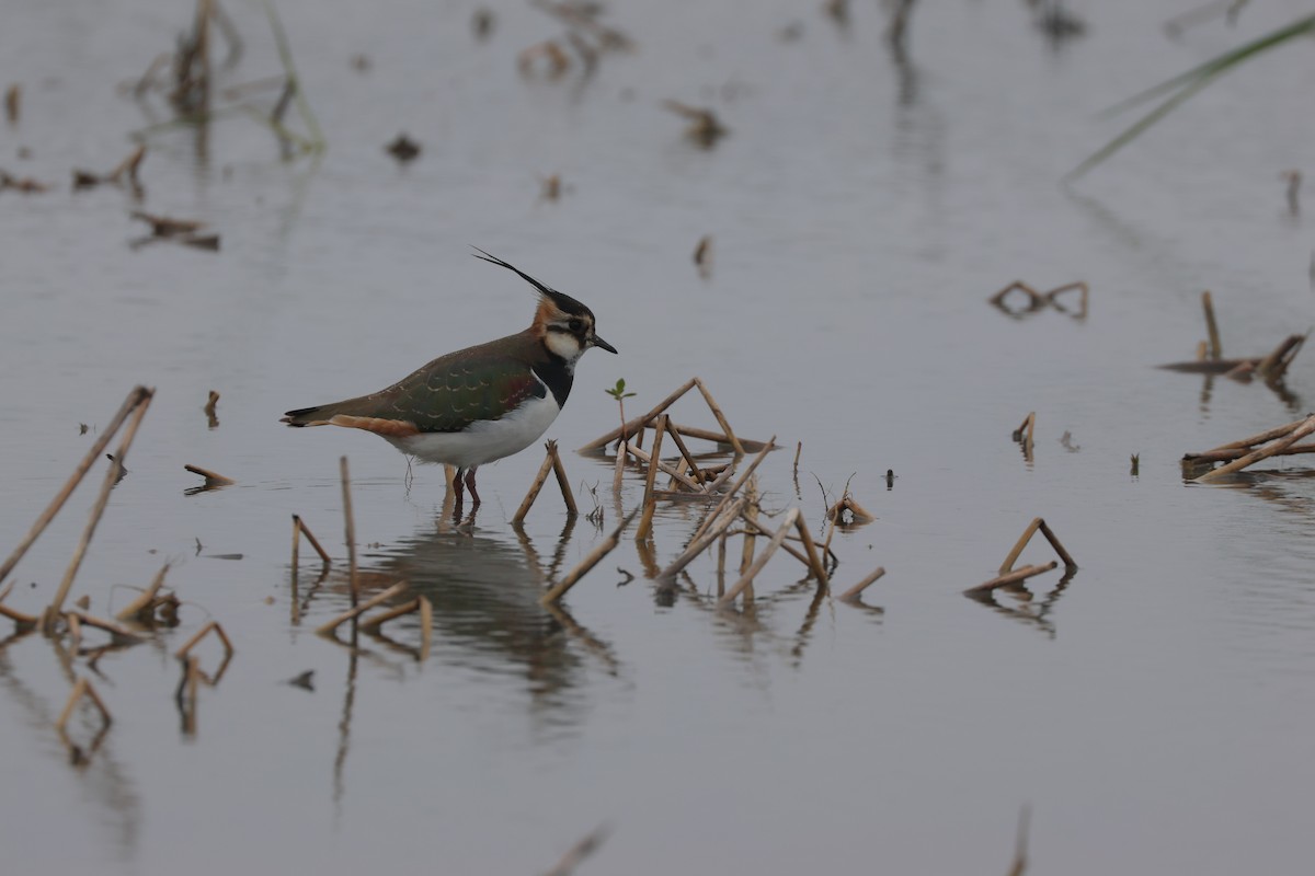 Northern Lapwing - Chi-Hsuan Shao