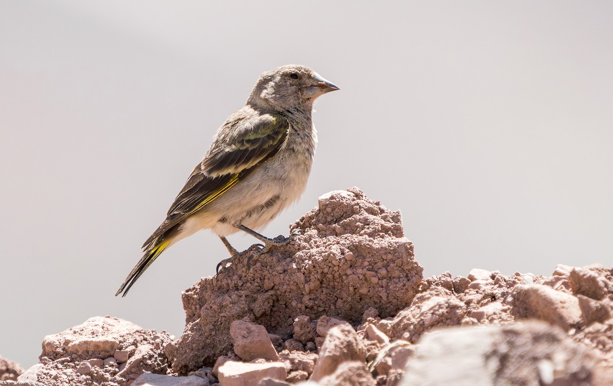 Thick-billed Siskin - ML612552433