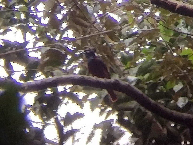 Maroon Oriole - ML612552477