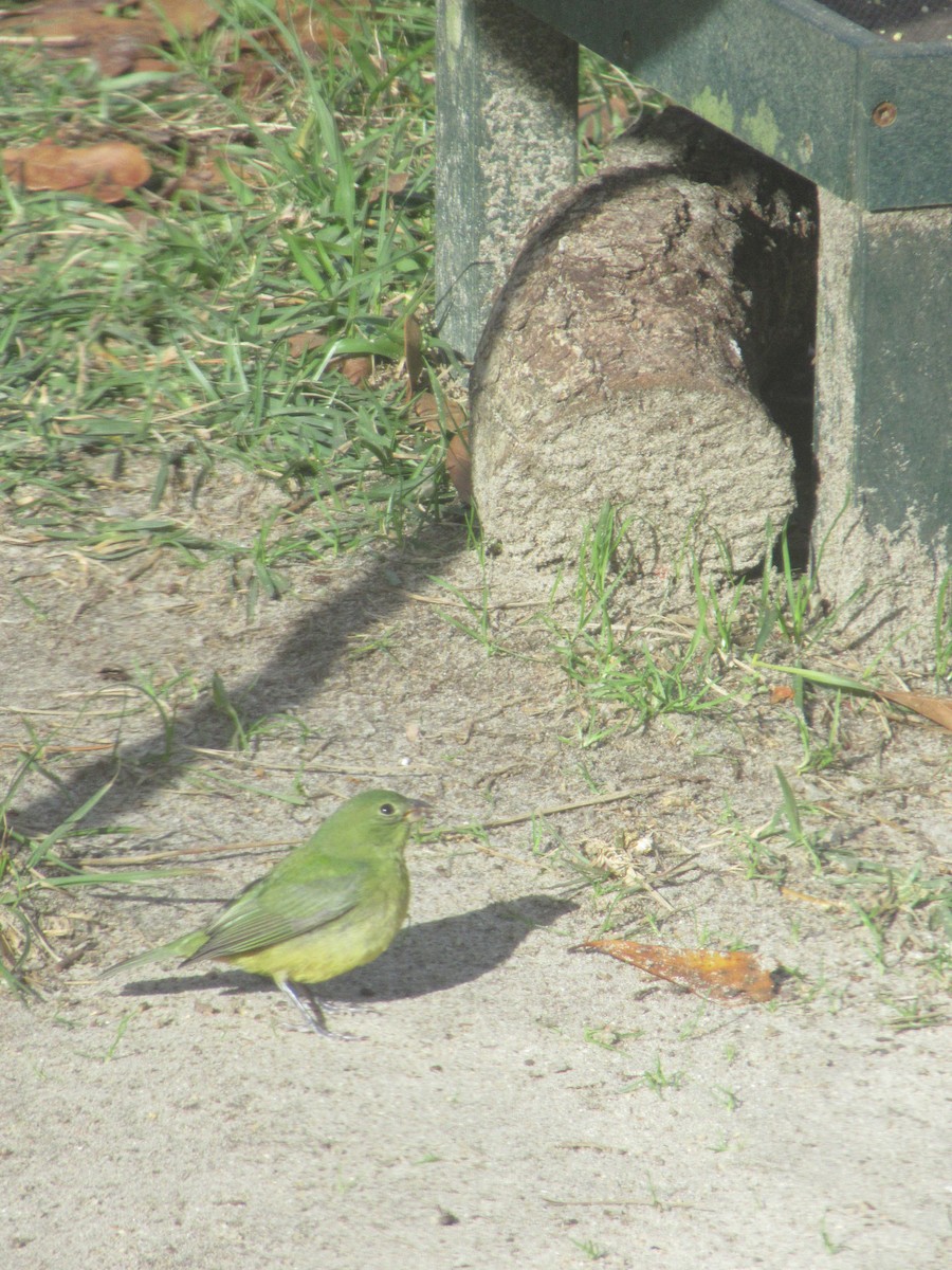 Painted Bunting - ML612552488