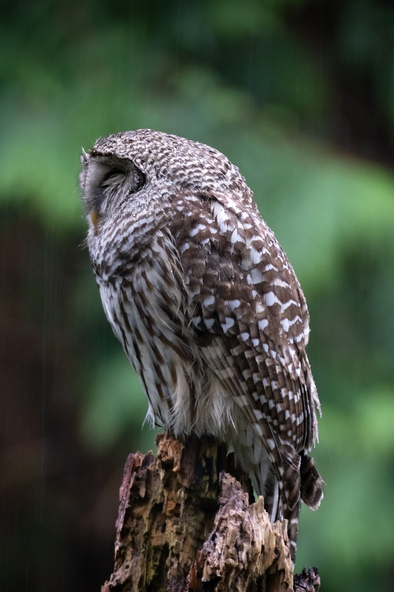 Barred Owl - ML612552540