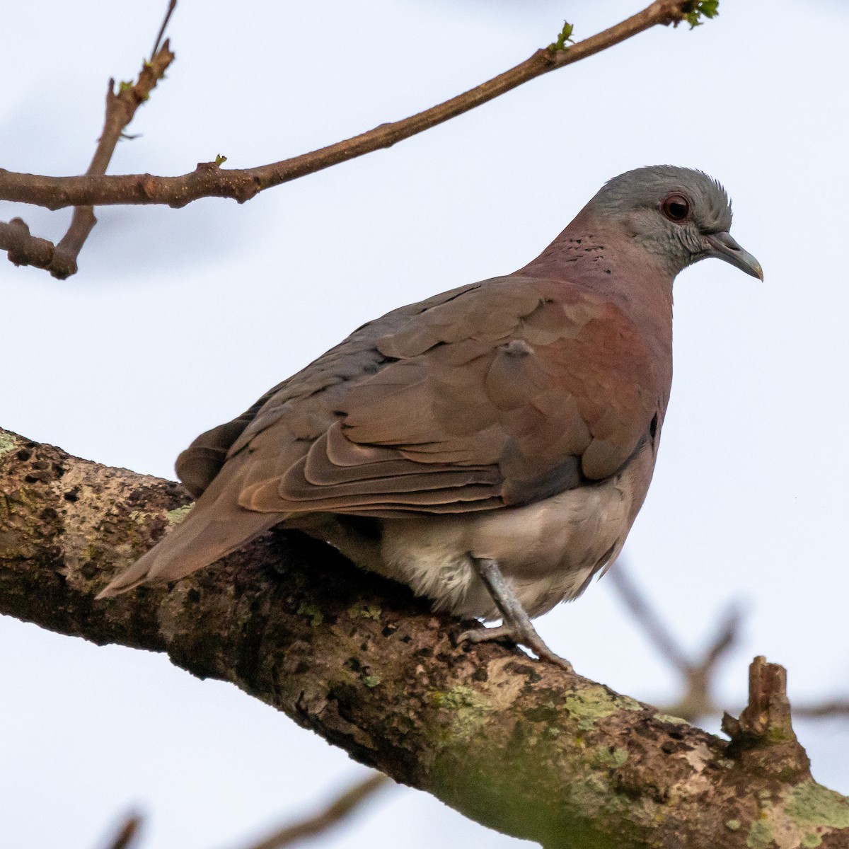 Pigeon de Madagascar - ML612552560