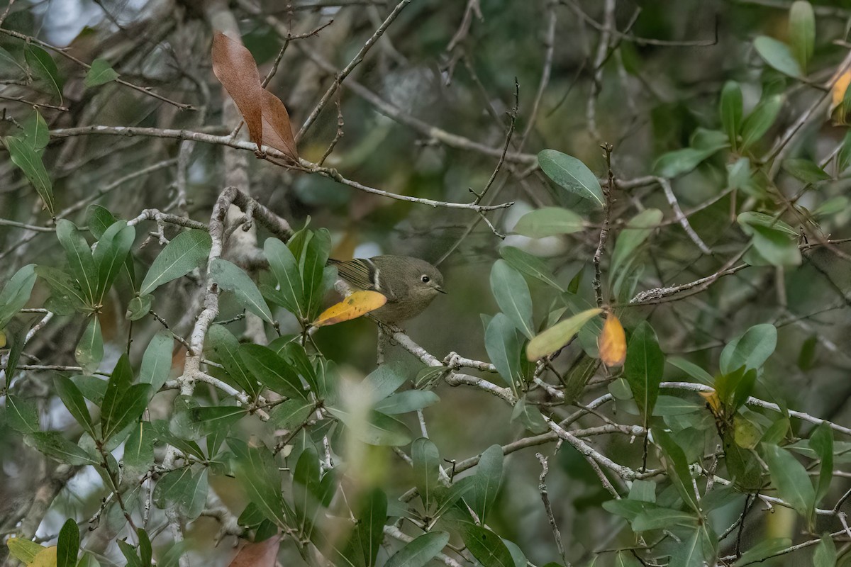 Ruby-crowned Kinglet - ML612552614