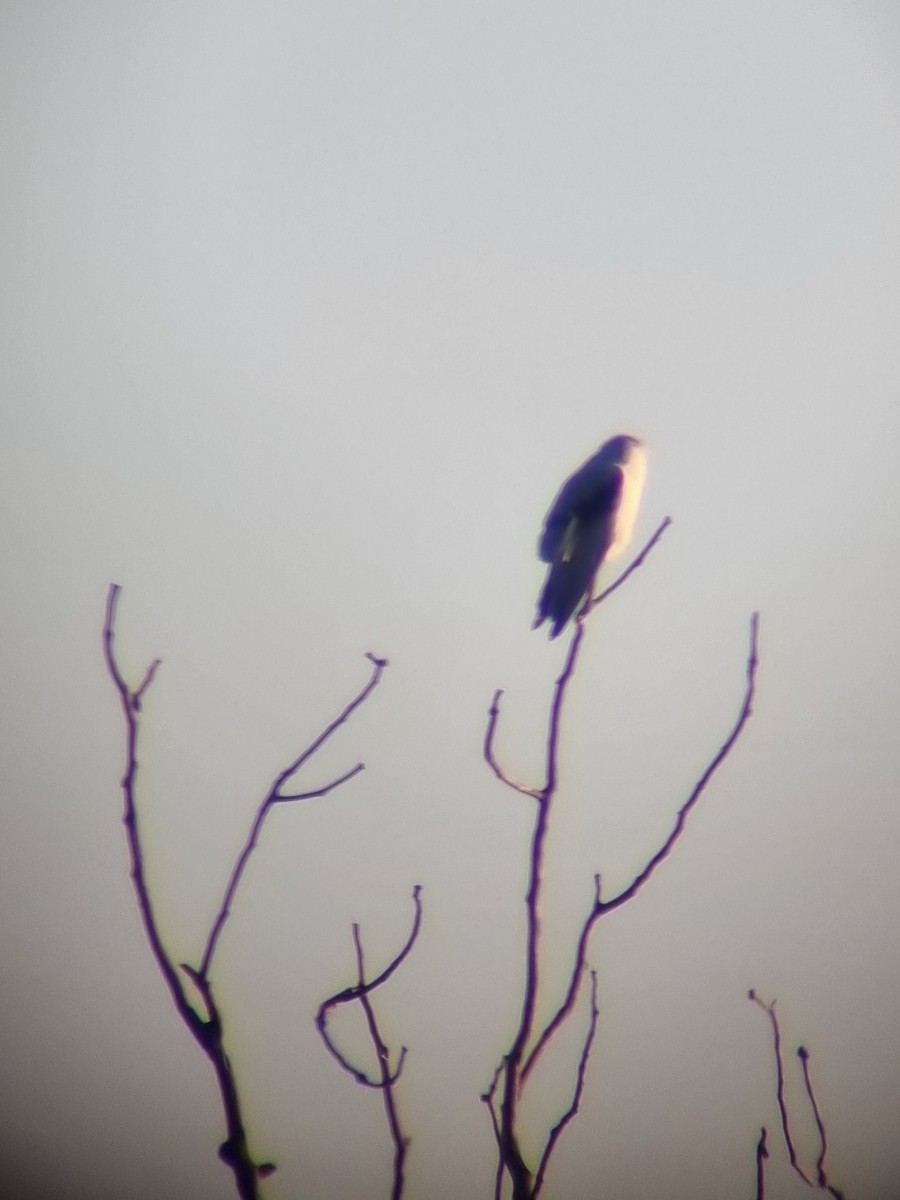 Black-winged Kite - ML612552683